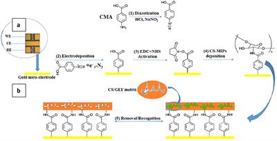 Electrochemical Impedance Spectroscopy Microsensor Based on Molecularly Imprinted Chitosan Film Grafted on a 4-Aminophenylacetic Acid (CMA) Modified Gold Electrode, for the Sensitive Detection of Glyphosate